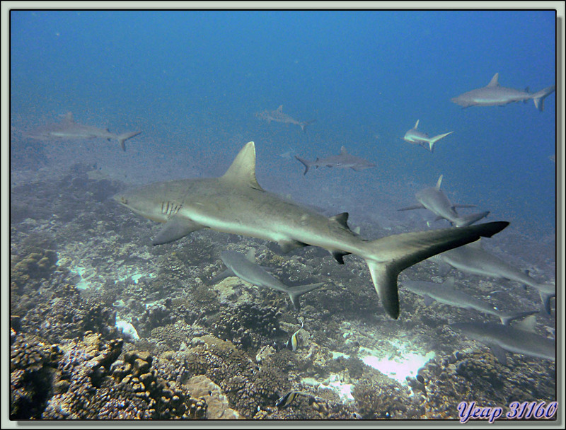 Plongée bouteille Passe Tumakohua : Requins gris (Grey sharks) - Atoll de Fakarava - Polynésie française