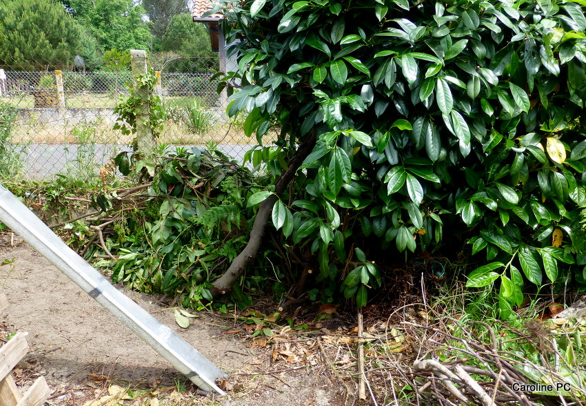 Des petits locataires dans mon jardin