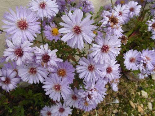 Petites fleurs