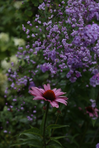 Carnaval “Des Blogs, des Voyages, des Plantes” : La Rose