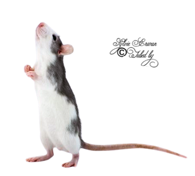  Rats souris créations 3