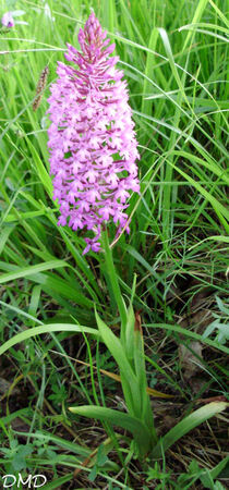 Anacamptis pyramidalis  -  orchis pyramidal