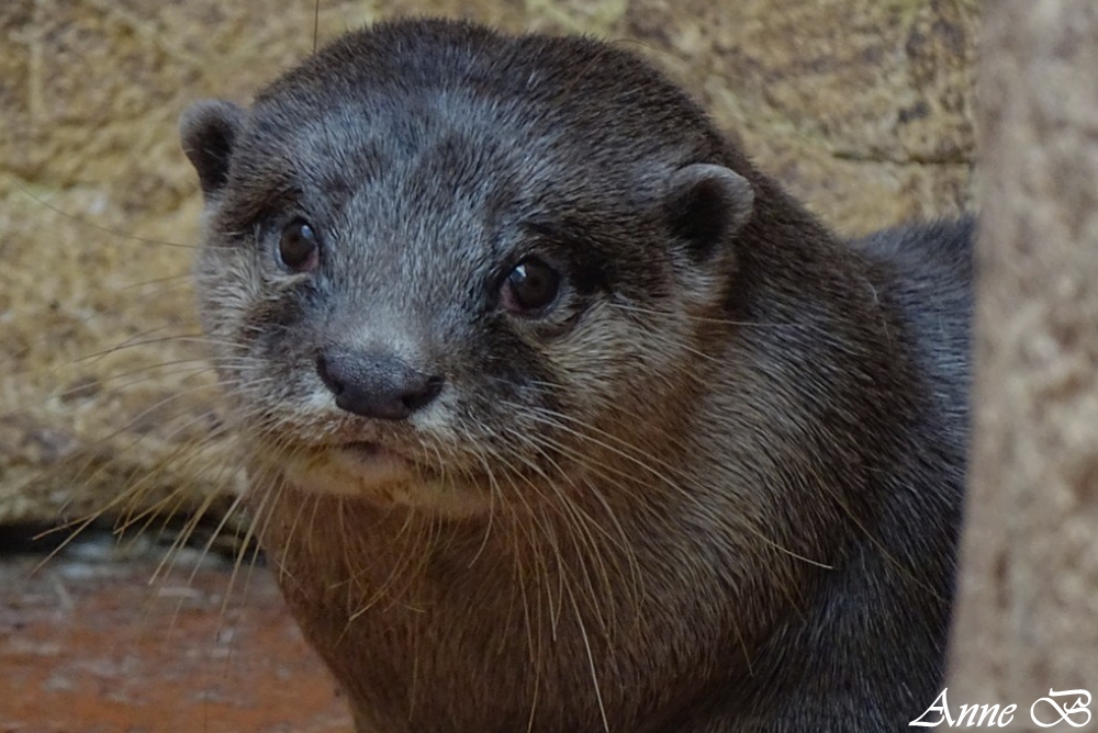 Loutre naine d'Asie