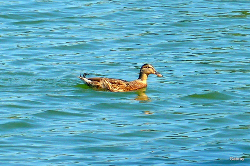 Des canards et des oies ...