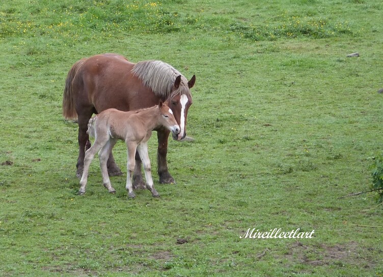 Naissance.