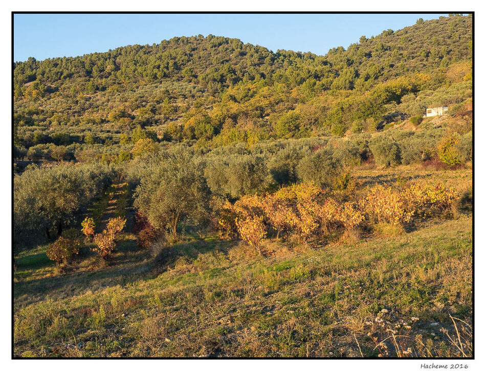 Vignes et oliviers