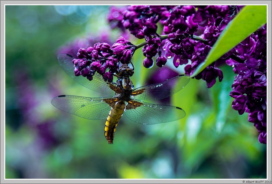 Pluie et surprises... (suite et fin)