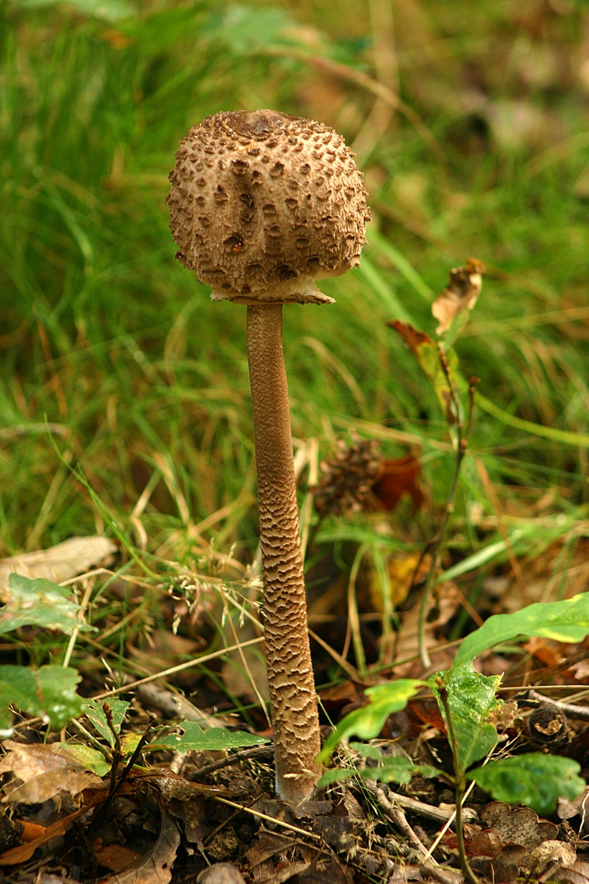 champignon