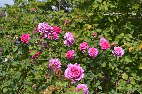 Les roses du Jardin du Palais-Royal