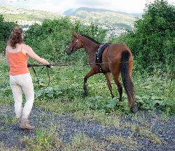 balade aux  longues rênes