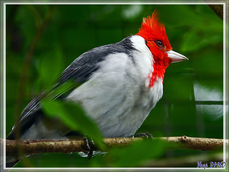 Paroare huppé, Red-crested cardinal (Paroaria coronata) - Parque das Aves - Foz do Iguaçu - Brésil