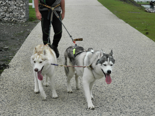 chiens des glaces au port d'Hautmont