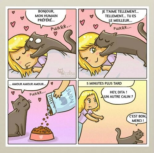 Histoire de chats (j'adore)