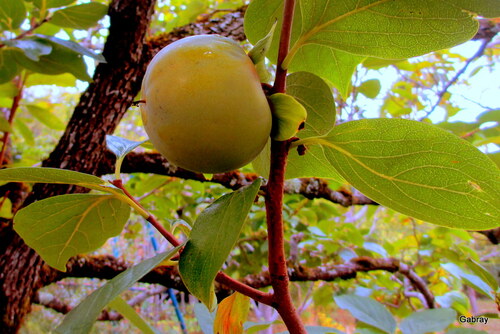 Le plaqueminier donne ses fruits !