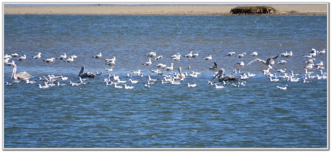 LES OISEAUX SENEGAL No3