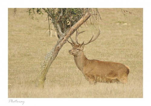 La ferme aux cerfs