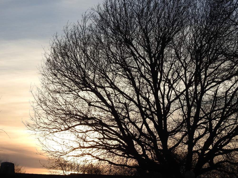 Photo prise en janvier 2018, de mon jardin