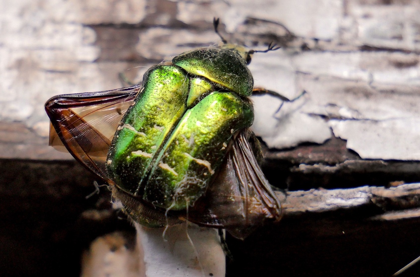 La cétoine dorée (Cetonia aurata)