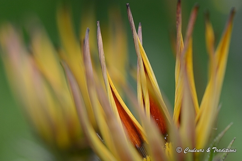 Gazania 