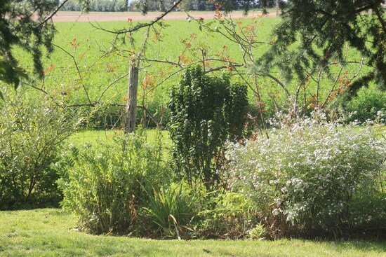 Cornus "sanguinea compressa"