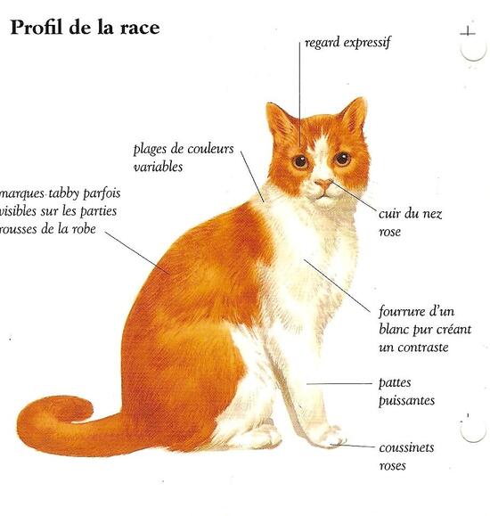 Le chat sans pedigree roux et blanc - bienvenue dans le monde de citycat