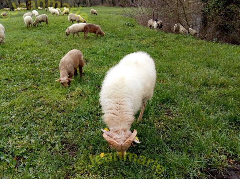 des Moutons a Sanches (Preignac) Gironde