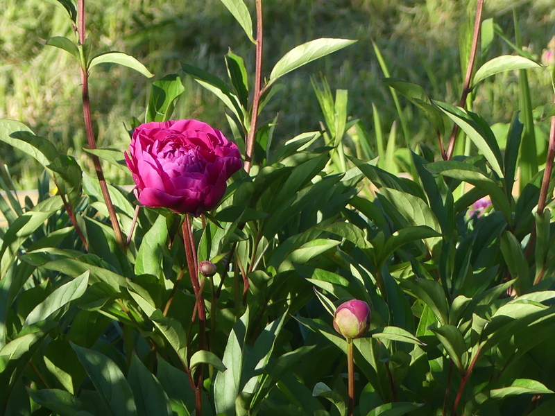 LA  FETE  DE  LA  PIVOINE