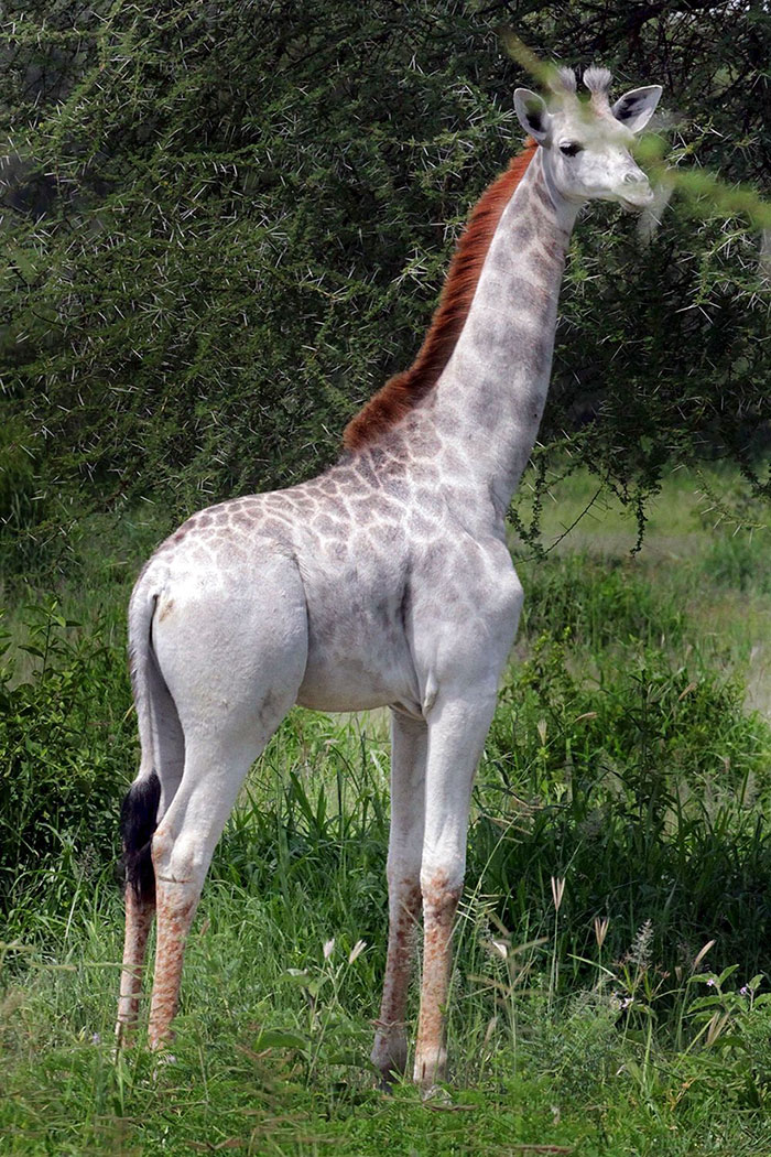 C  P  GIRAFES  2