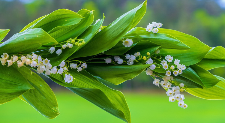 Muguet de printemps - Photo de NickyPe chez Pixabay