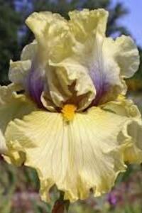 iris 'Trade secret' chez Promesse de fleurs