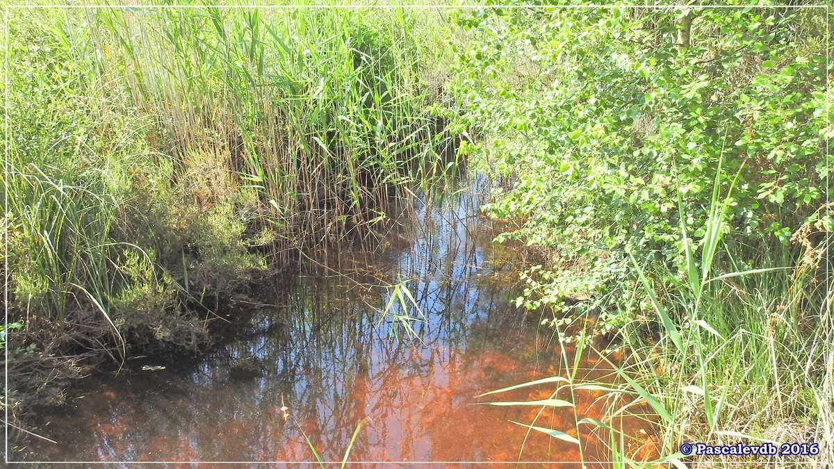 Les lagunes du Gat-Mort - Juillet 2016 - 55