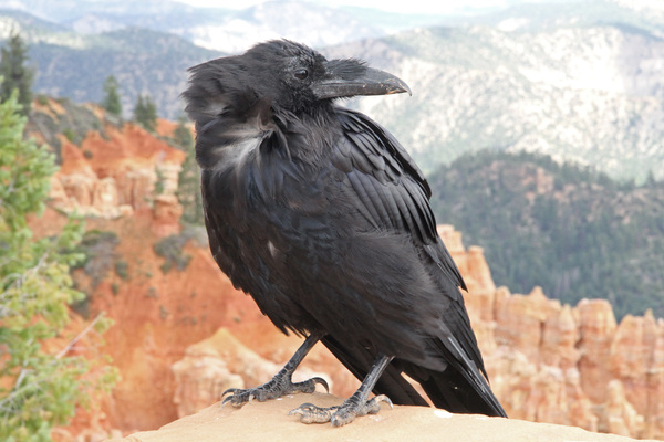 La faune de Bryce Canyon