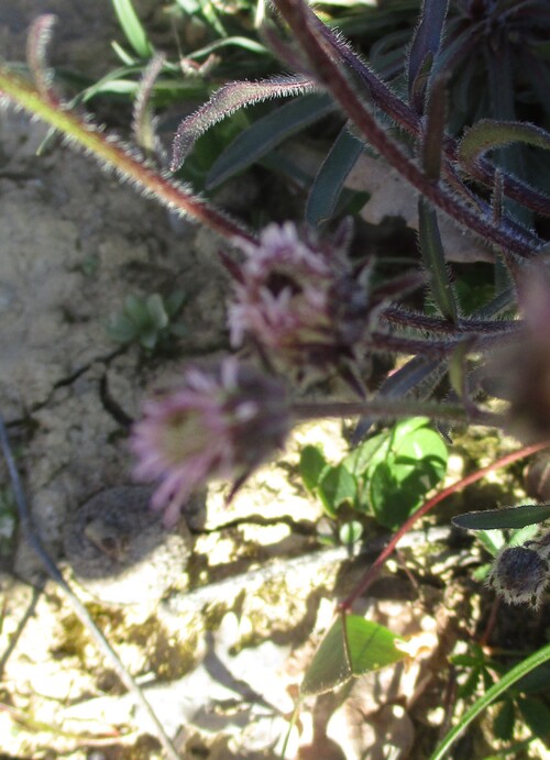 Fleurs roses