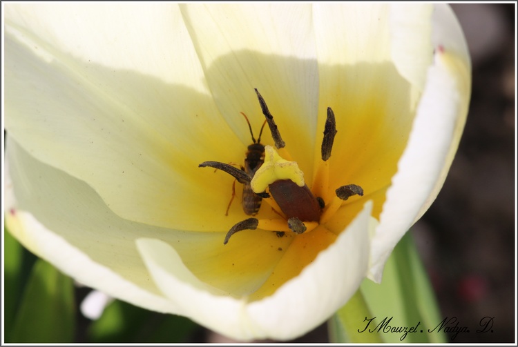 Tulipe blanche