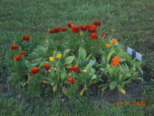 les fleurs dans terrain