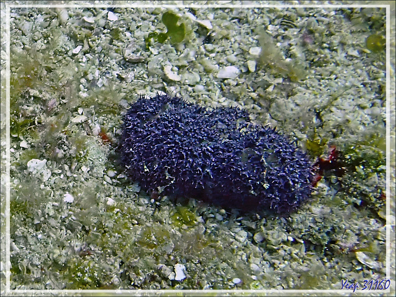 Nudibranche Phyllidie verruqueuse, Three colored phyllidia (Phyllidia varicosa) et Alcyonaire épineux contracté ? - Betaniazo - Tsarabanjina - Mitsio - Madagascar