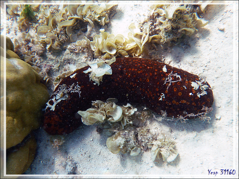 Holothurie léopard, Leopard sea cucumber (Bohadschia argus) - Moorea - Polynésie française