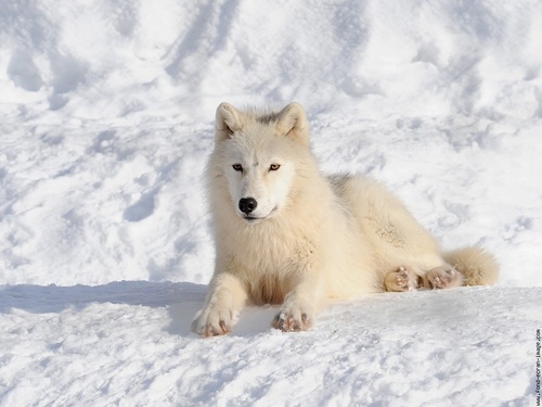 des beaux loups blancs