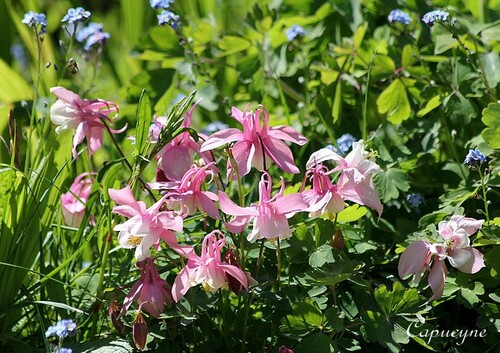 Les ancolies du jardin