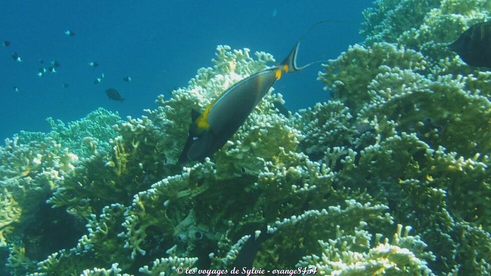 MARSA ALAM ÉGYPTE POISSONS 