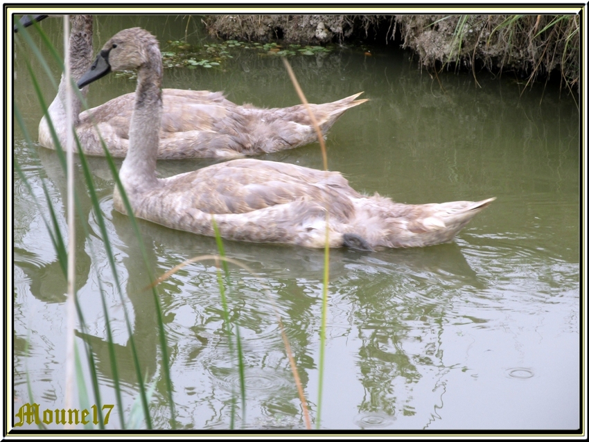 Balade dans la réserve de Moëze et les marais de Brouage