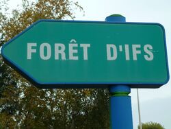 Forest'IFS : essences en forêt d'Ifs