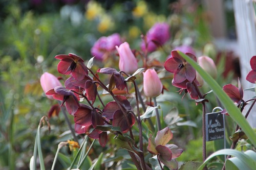 Le bal des tulipes