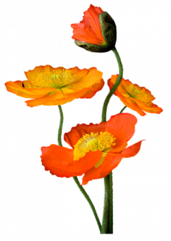 Défi "Joli coquelicot"