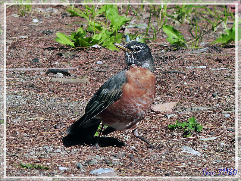 Merle d'Amérique, American Robin (Turdus migratorius) - Rawdon - Lanaudière - Québec - Canada