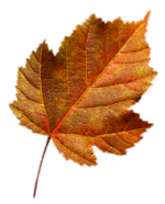 Tubes feuilles