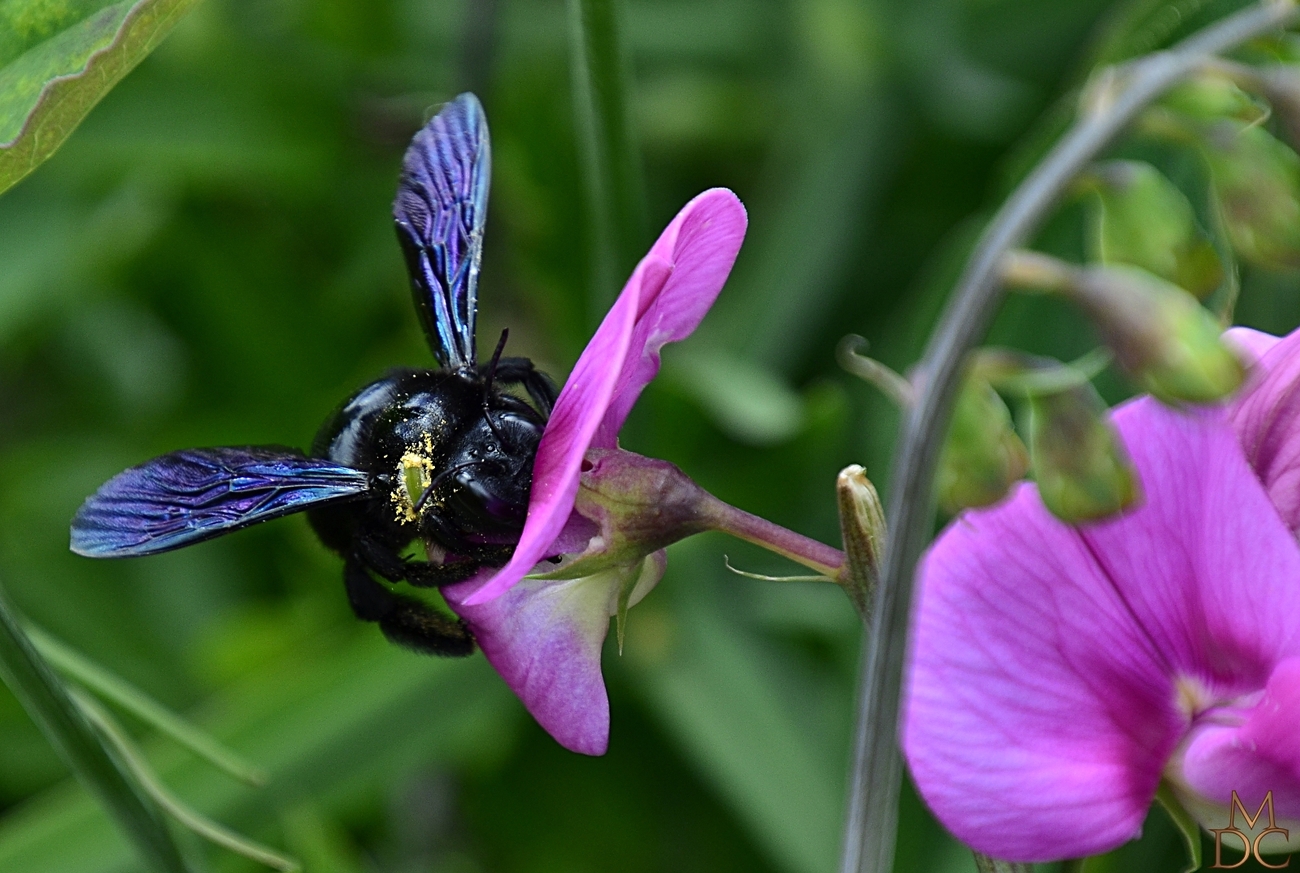 Abeille charpentière ou Xylocope