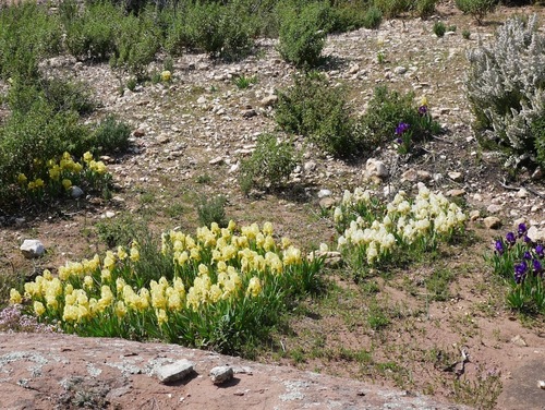 Les iris des Escarcets