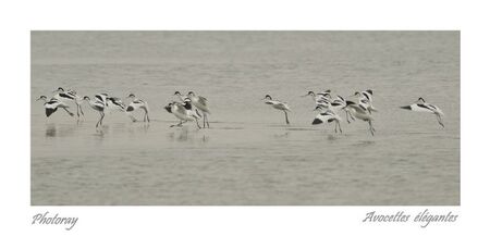 Avocettes 6