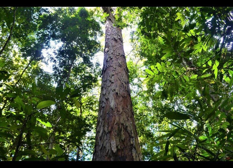 Cet arbre, de l'espèce Dinizia excelsa, a une circonférence de 5,5 mètres. Photo AFP